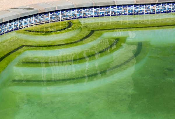 Cost of Pool Deck Algae Removal in Kernersville